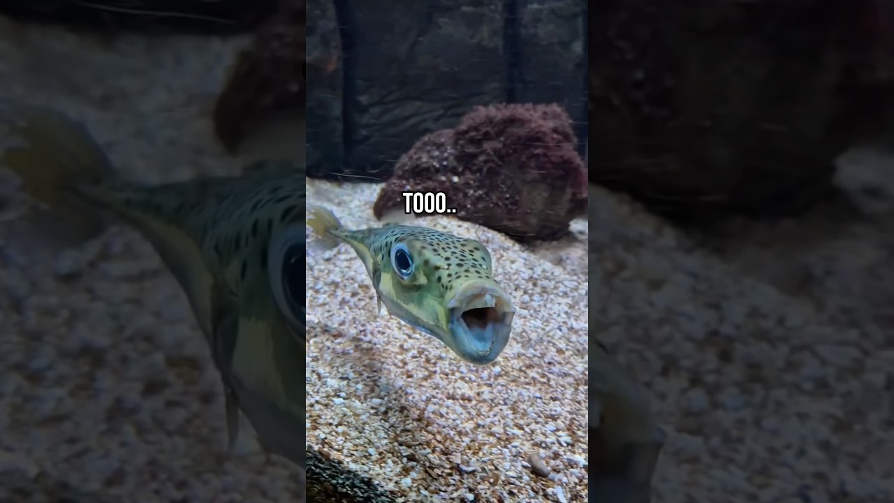 Vtipná scéna s rybou a člověkem
