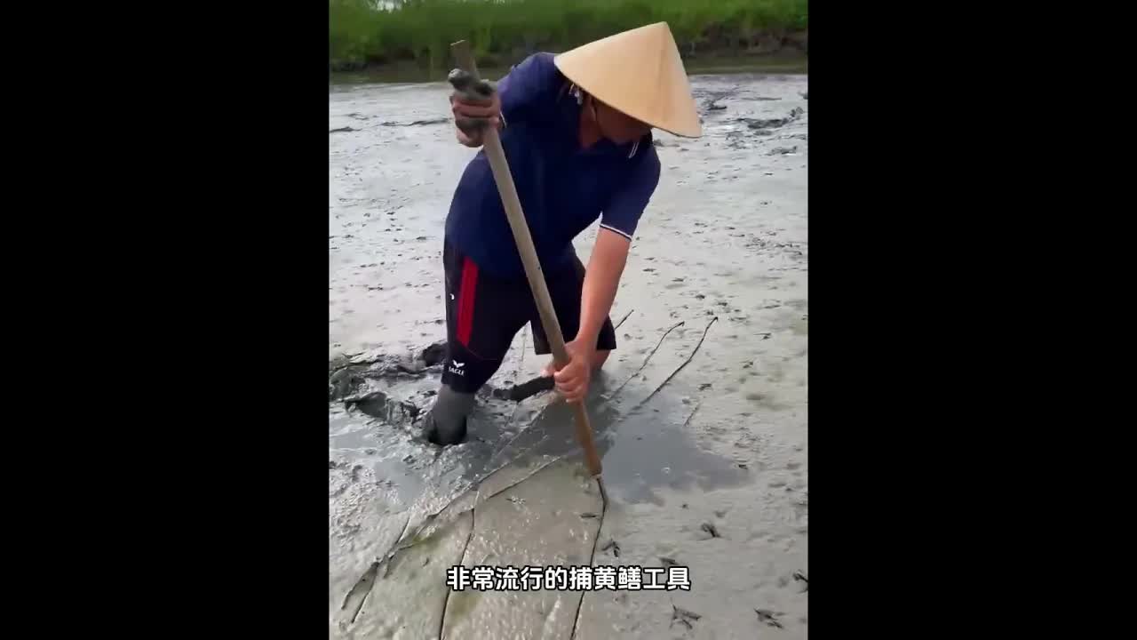越南农民用长刀抓黄鳝的方法
