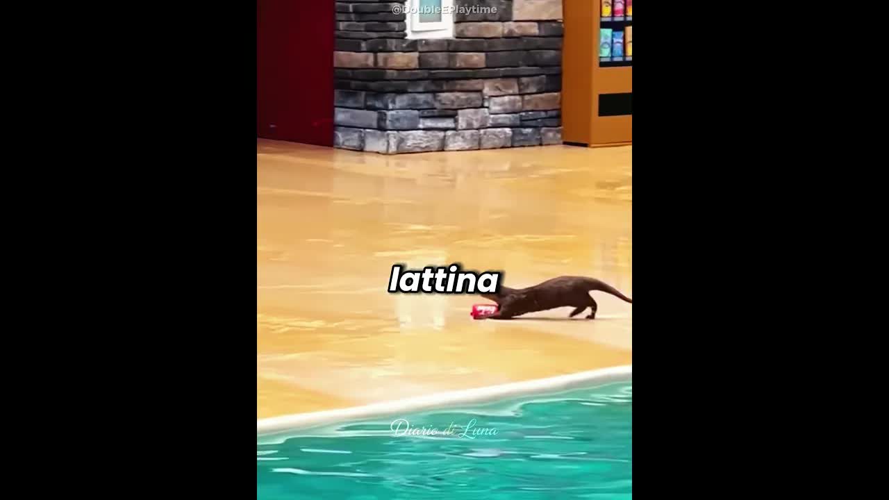 La lontra ha ripulito la piscina