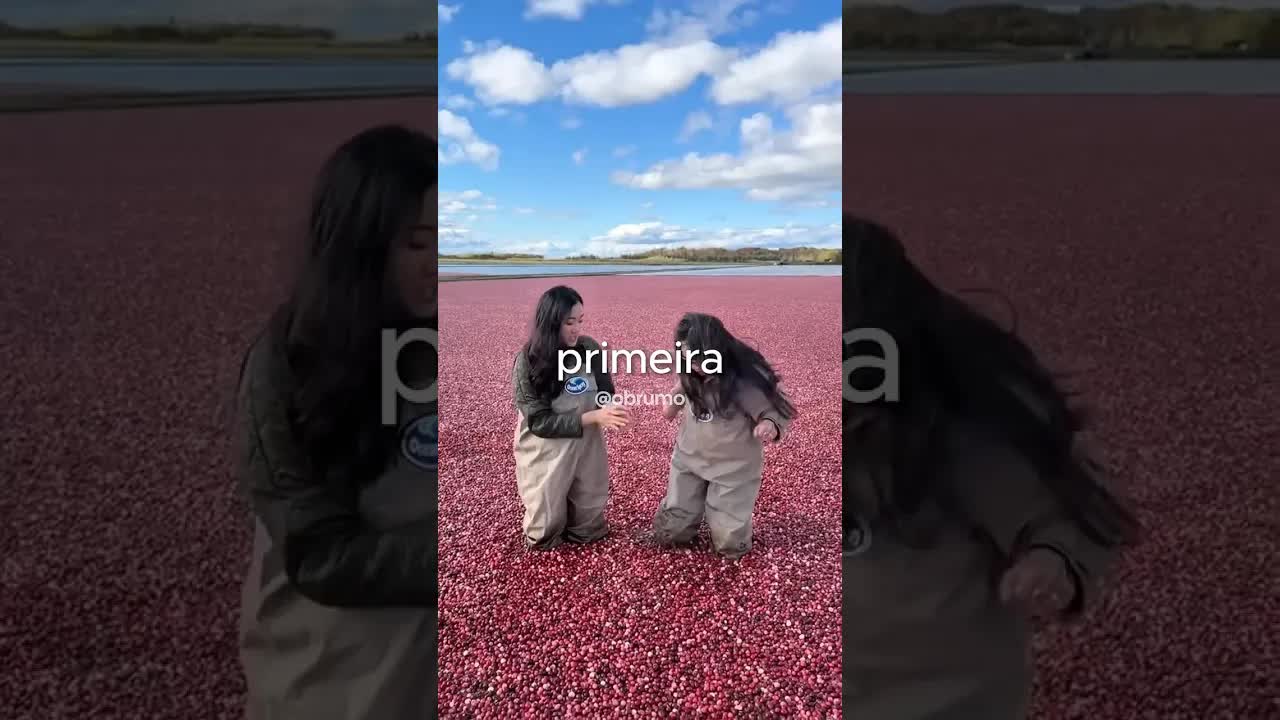 Mulher cai na colheita de cranberries