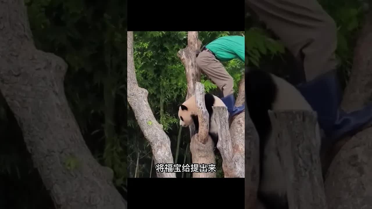 福宝帮姜爷爷安全下树