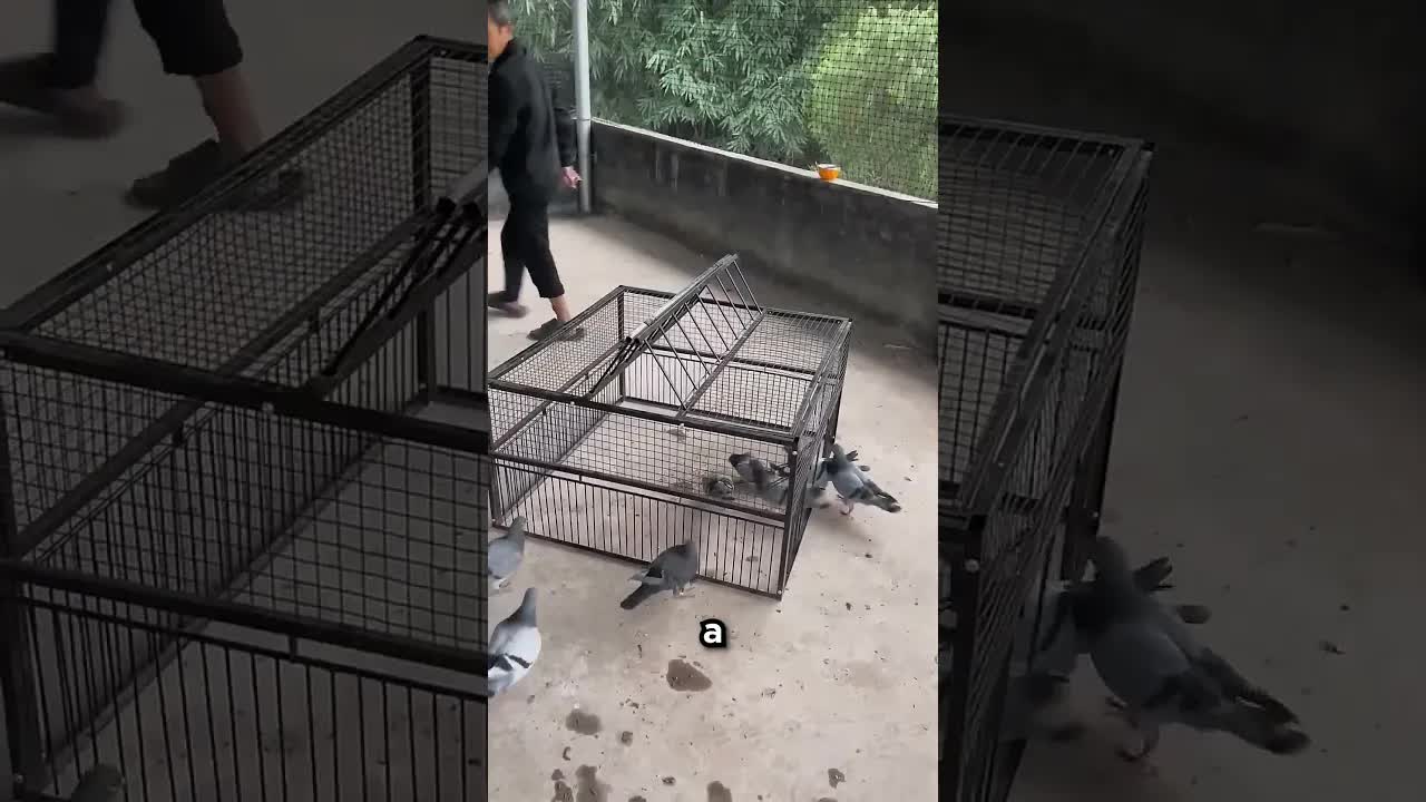 Mi papá hizo una trampa para palomas