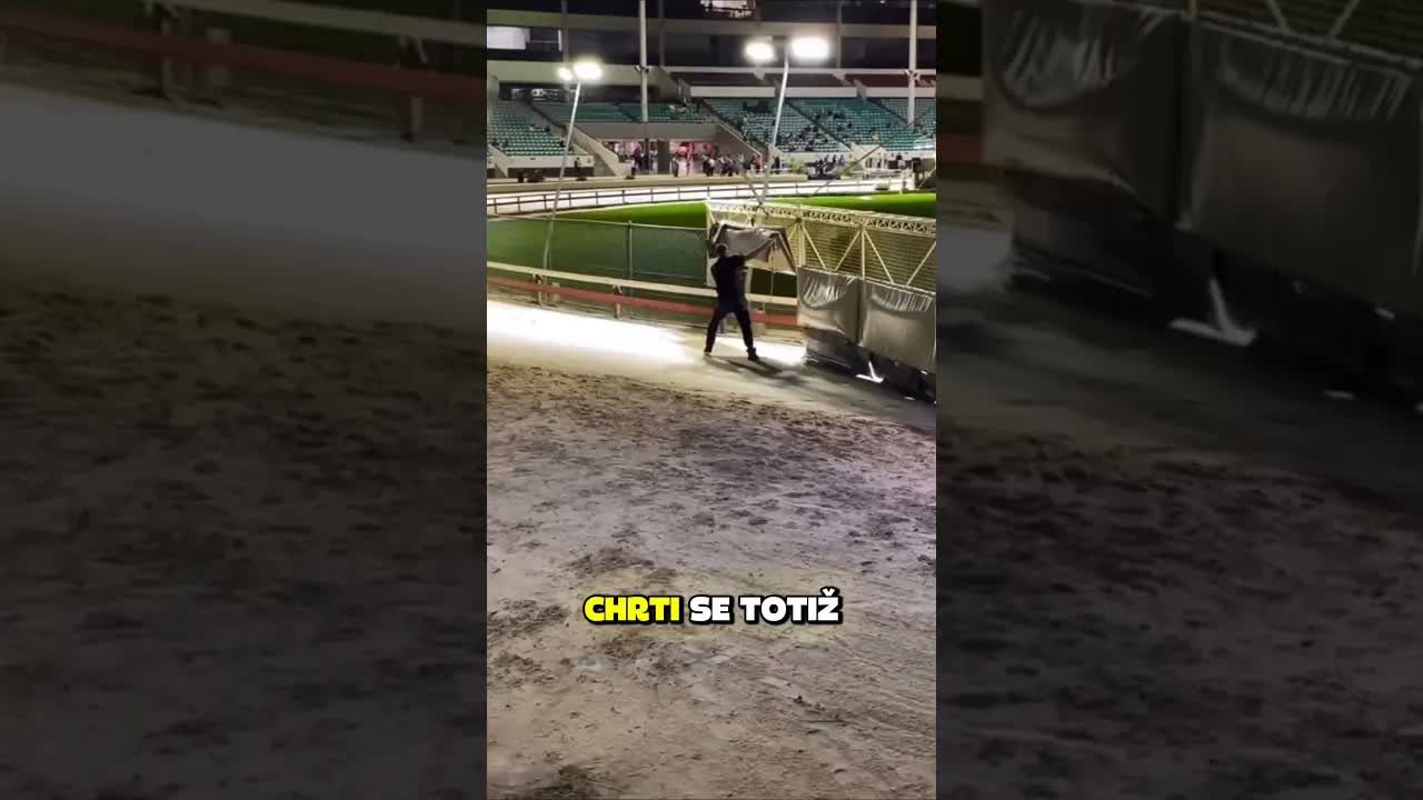 Jak se ukončuje závod chrtů?