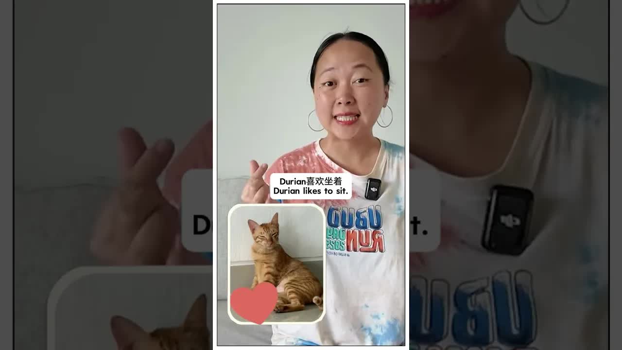 介绍我的两只猫：榴莲和奥利奥