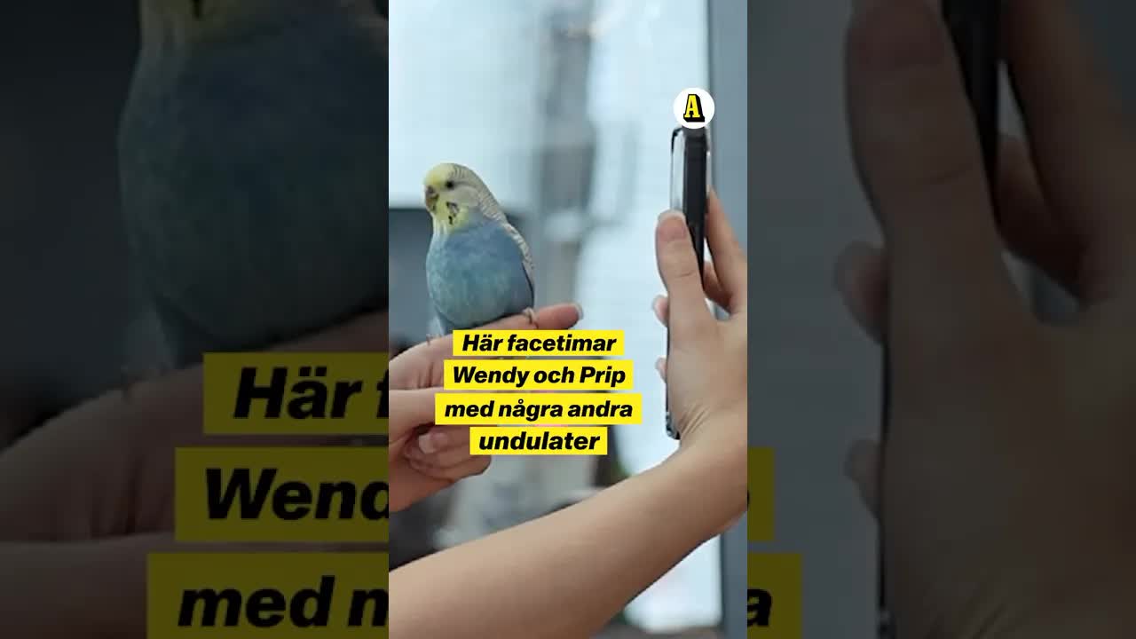 Undulater chattar via FaceTime