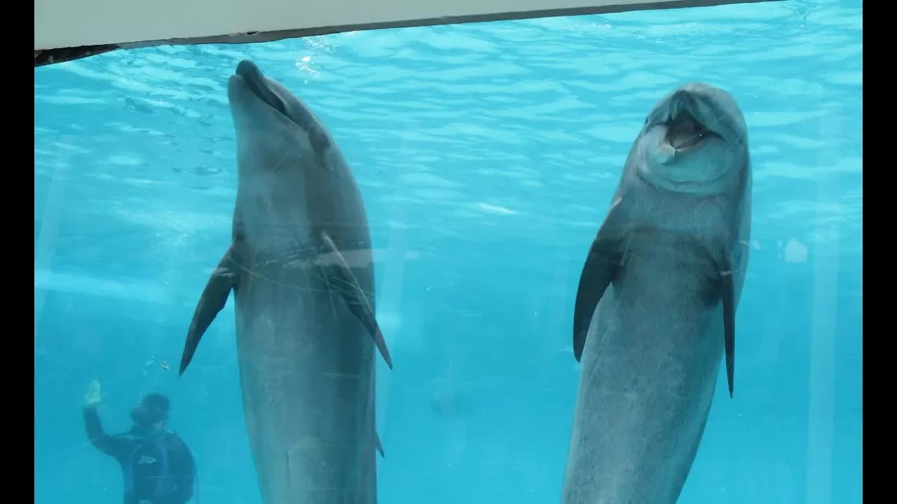 イルカの能力と体の仕組みを紹介