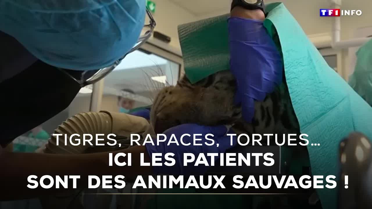 Clinique vétérinaire pour animaux sauvages en France