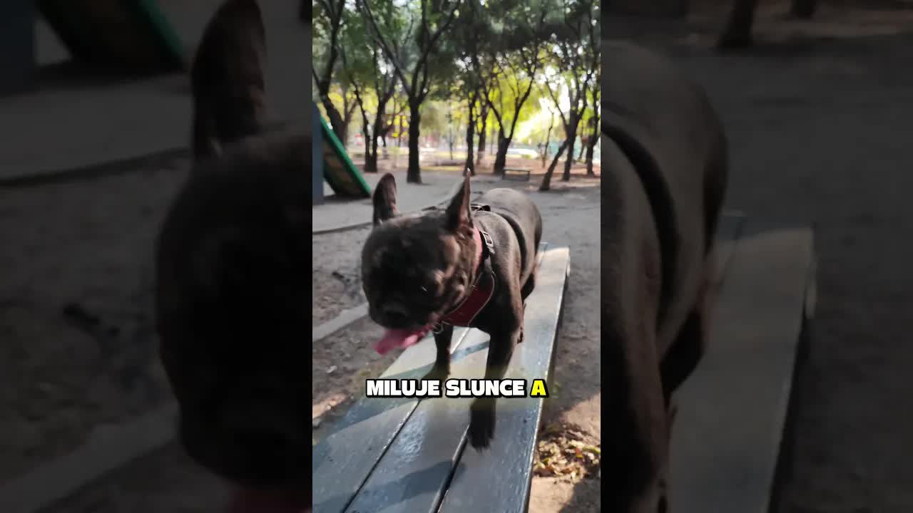 Jaký pes patří k tvému oblíbenému ročnímu období?
