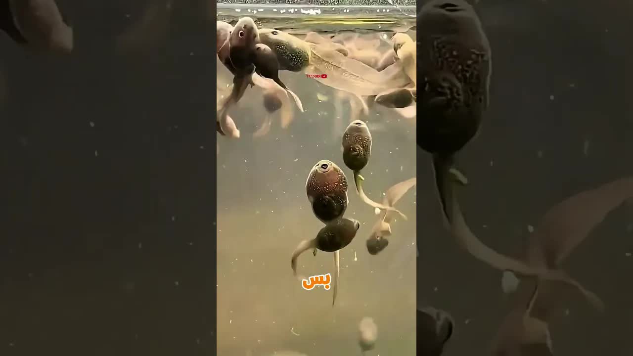 غلطة في تربية بيض الضفادع