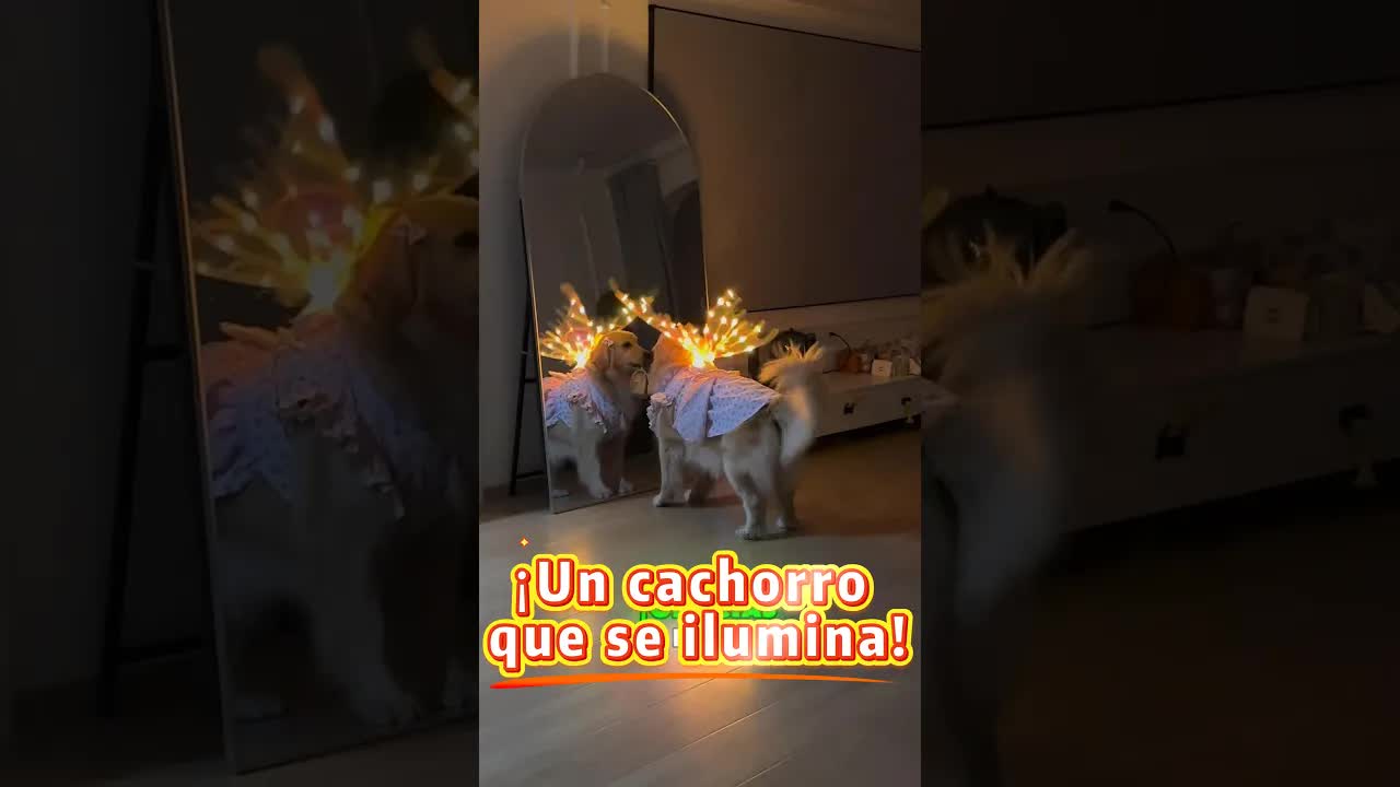 Una perrita se pone alas de hada