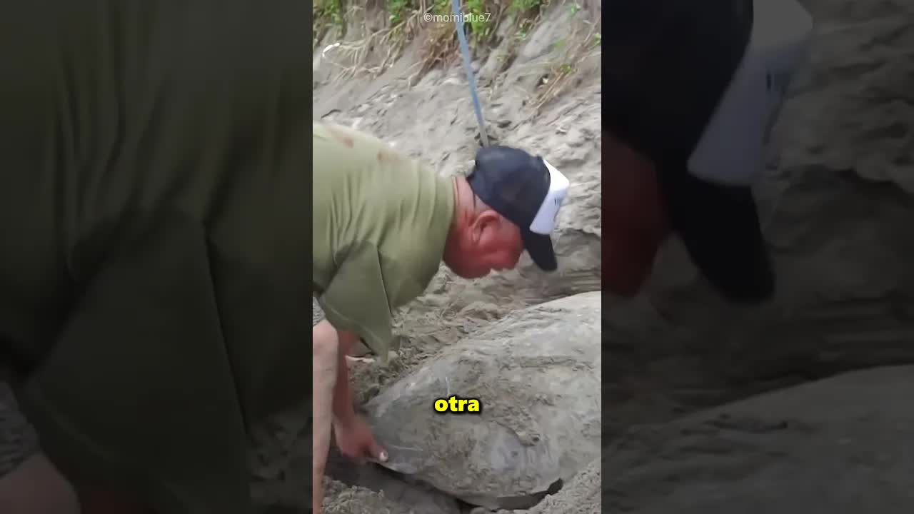 Un hombre salva a dos tortugas enterradas