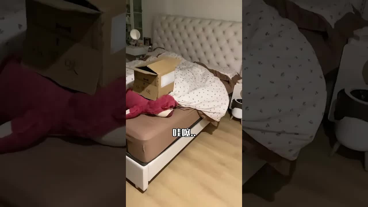 老公给我买了只猫，我激动坏了