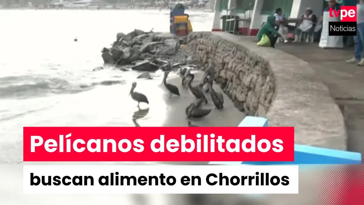 Pelícanos en Chorrillos sufren por falta de alimento