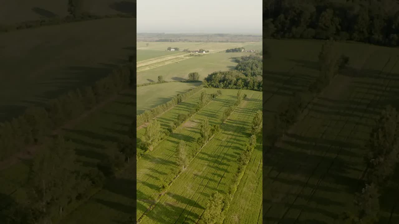 L'agroforesterie au cœur des champs québécois