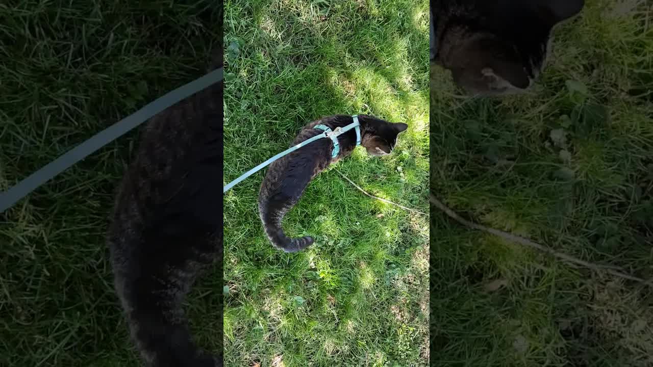 猫咪在朋友家穿可爱衣服