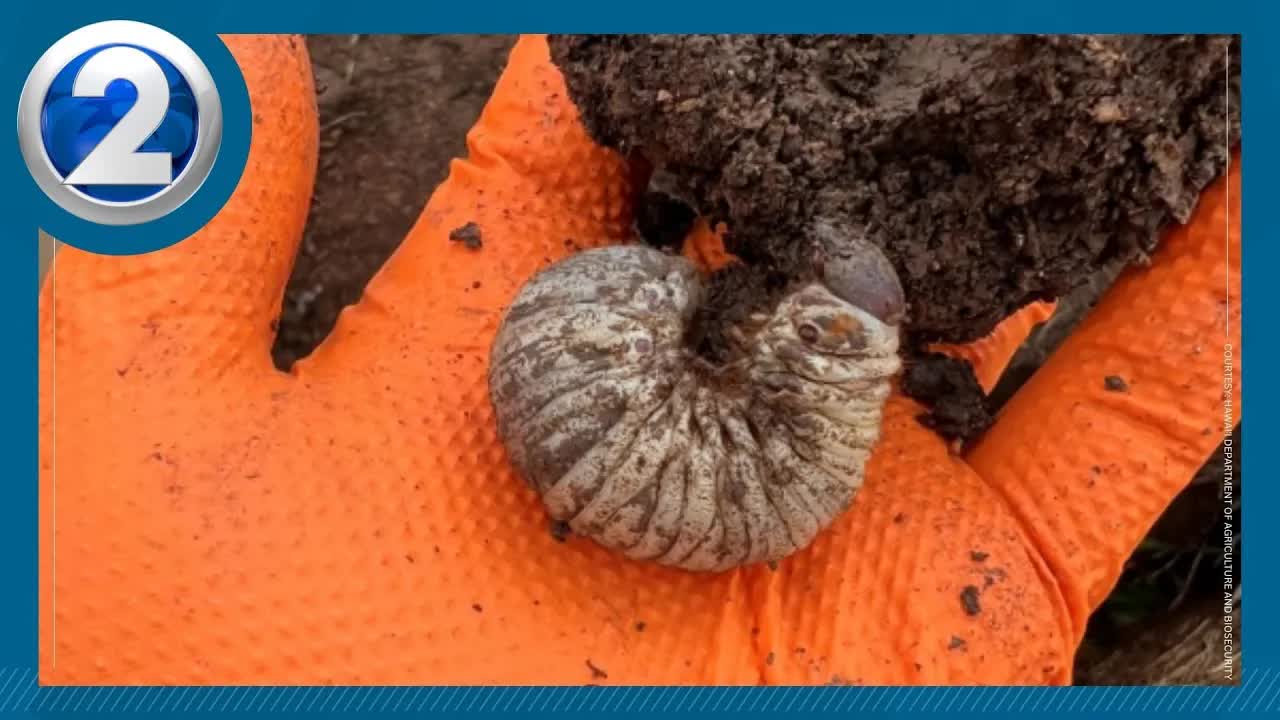 Invasive Beetles Found In Lanai Plant Shipment