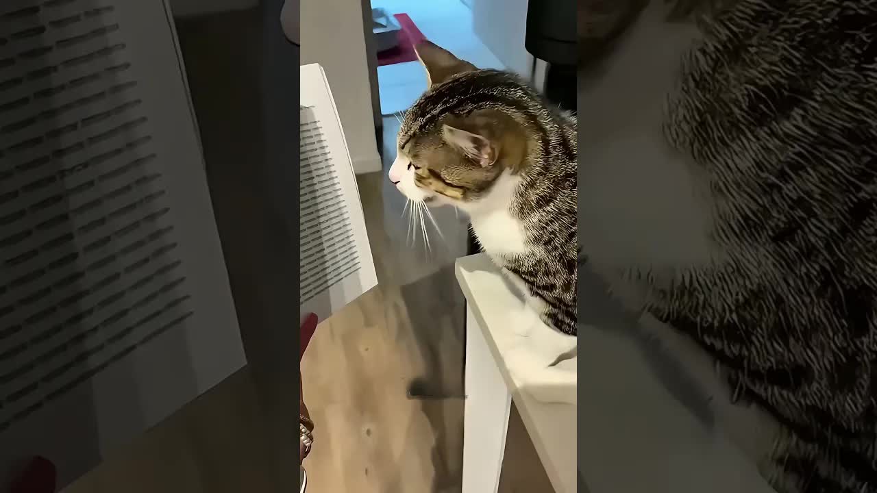 A macskanyelven írt könyv: Miau